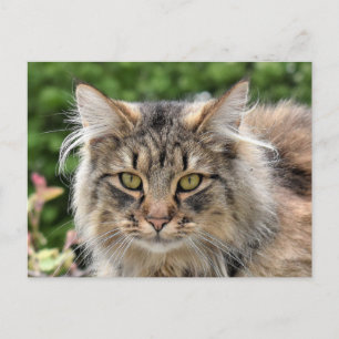 Carte Postale Maine Coon Kitty Chat Cute Amusante