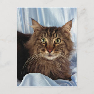 Carte Postale Maine Coon, tabby brun