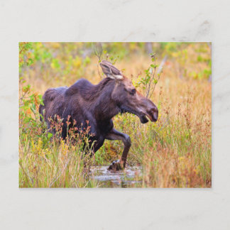 Carte Postale Maine Moose