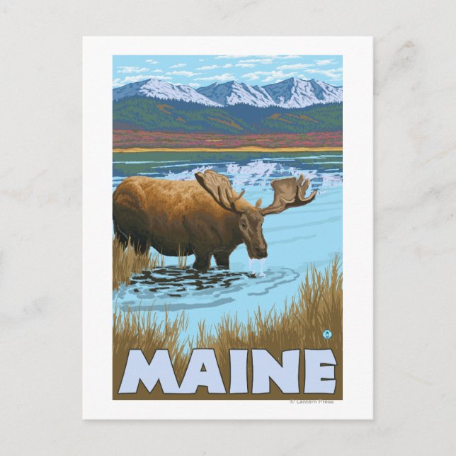 Carte Postale MaineMoose Boire dans le lac (Devant)