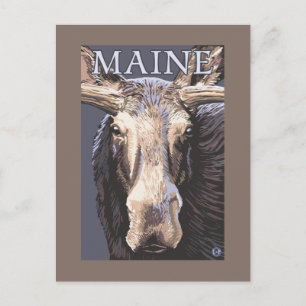 Carte Postale MaineMoose en gros plan