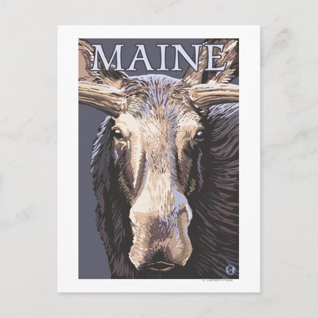 Carte Postale MaineMoose en gros plan (Devant)