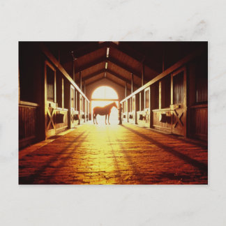 Carte Postale Mains stables