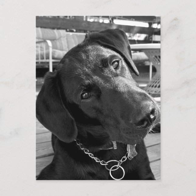 Carte Postale Maintenant que j'ai votre attention... (Devant)