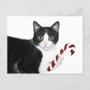 Carte Postale Mais je voulais du chat !