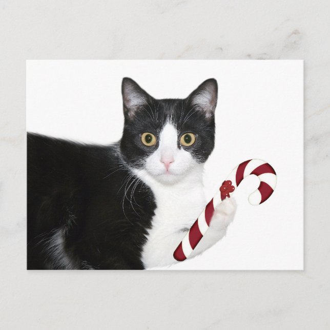 Carte Postale Mais je voulais du chat ! (Devant)