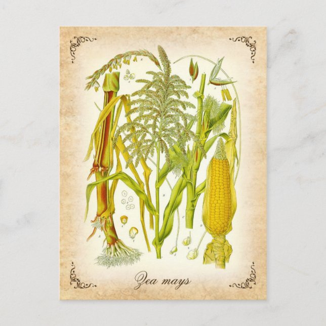 Carte Postale Maïs (maïs) - illustration vintage (Devant)