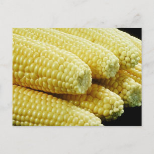 Carte Postale Maïs sur le Cob