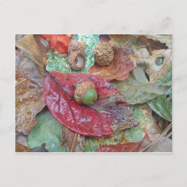 Carte Postale Maïs vert sur une feuille rouge (Devant)