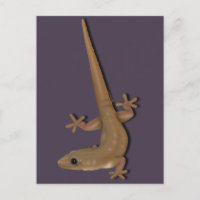 Maison commune Gecko