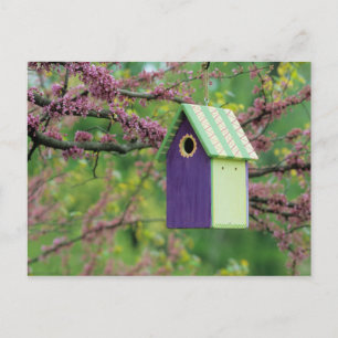 Carte Postale Maison d'oiseau sur un arbre Redbud