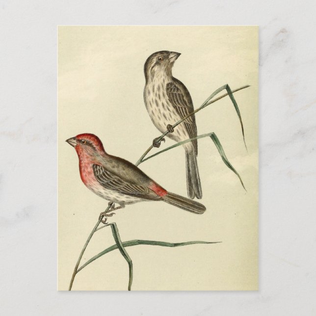 Carte Postale Maison Finch américaine (Devant)