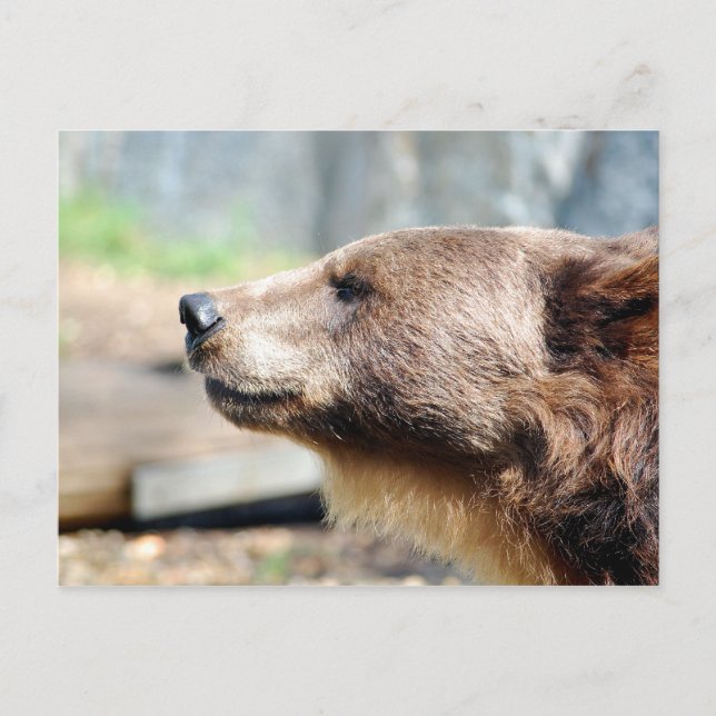 Carte Postale Maître Brun (Devant)