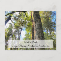Maits Rest Rainforest Walk Cape Otway Victoria AU