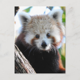 Carte Postale Maiya Le Panda Rouge