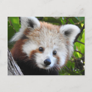 Carte Postale Maiya Le Panda Rouge
