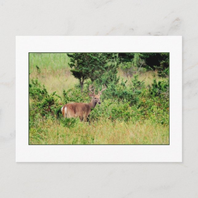 Carte postale 'Majestic Buck' (Devant)
