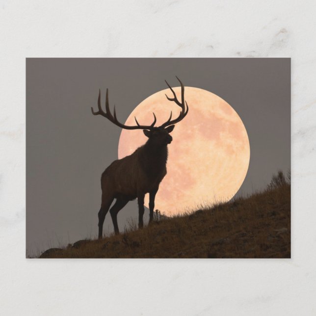 Carte Postale Majestic Bull (Devant)