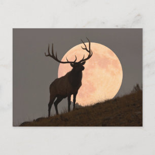 Carte Postale Majestic Bull