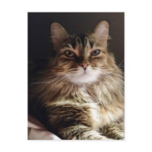 Majestic et belle chatte