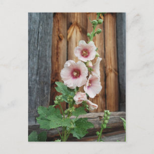 Carte Postale malaise