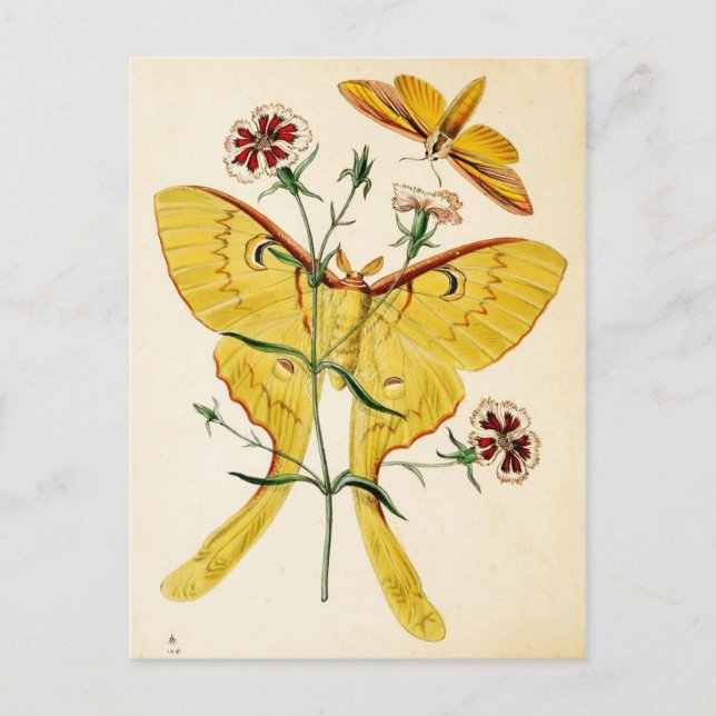 Carte Postale Malaisie Moon Moth & Chine Rose (Devant)