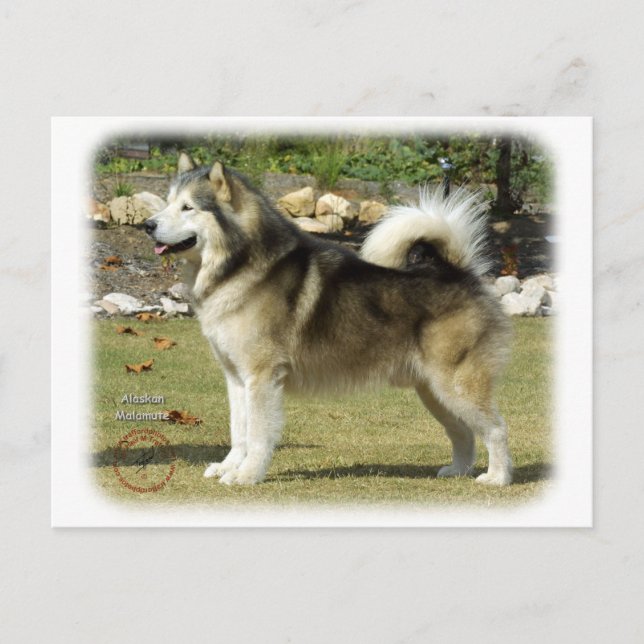 Carte Postale Malamute Alaska 9R034D-463 (Devant)