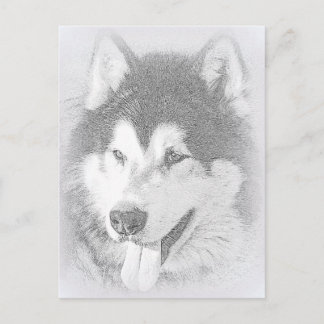 Carte Postale Malamute d'Alaska