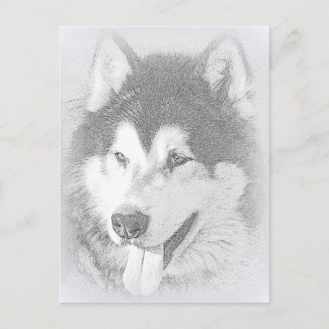 Carte Postale Malamute d'Alaska (Devant)
