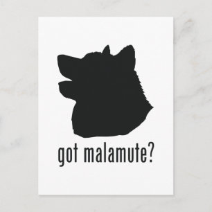 Carte Postale Malamute d'Alaska