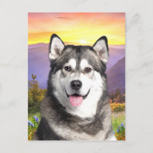 Carte Postale Malamute d'Alaska