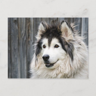 Carte postale Malamute de l'Alaska