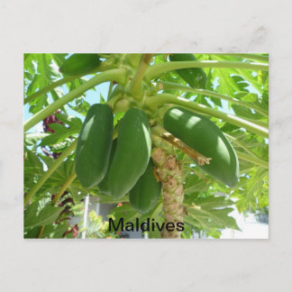 CARTE POSTALE MALDIVES