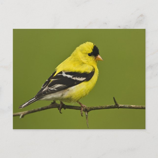 Carte Postale Male American Goldfinch en plumage reproducteur, (Devant)