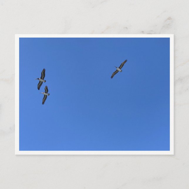 Carte Postale Malibu Birds in Flight – Wildlife Photography (Devant)