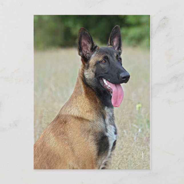 Carte Postale malinois (Devant)