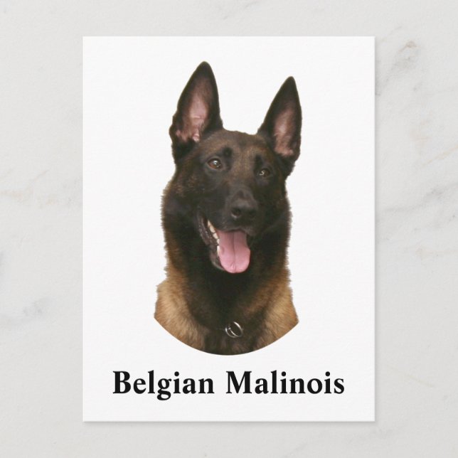 Carte Postale malinois belge (Devant)