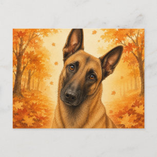 Carte Postale Malinois belge Chien de forêt d'automne