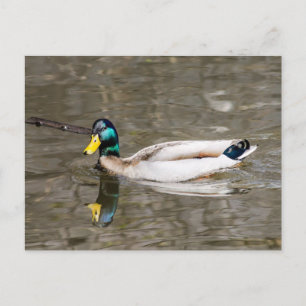 Carte Postale Mallard