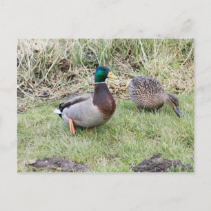 Carte Postale Mallard Couple