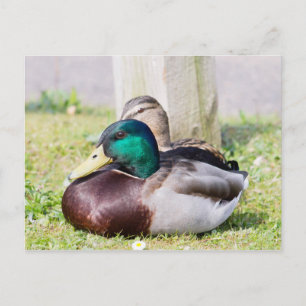 Carte Postale Mallard Couple