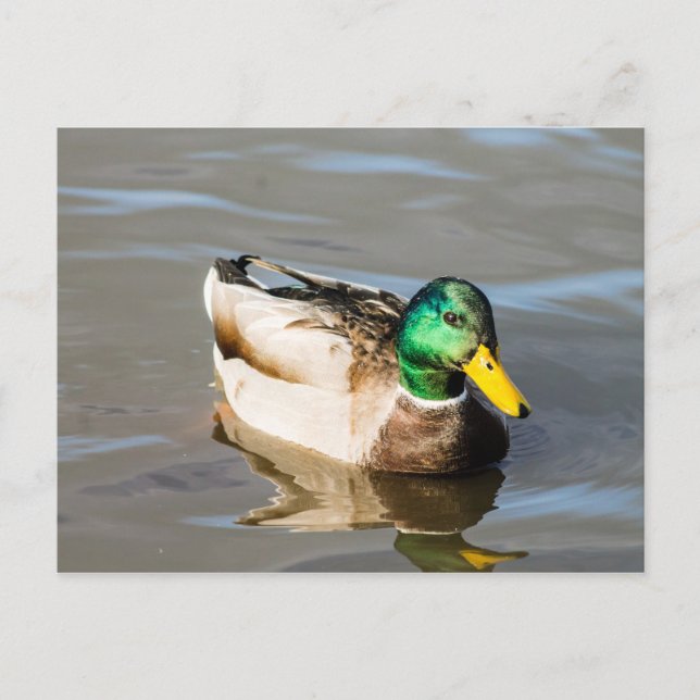 Carte postale Mallard Drake (Devant)