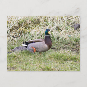 Carte Postale Mallard Drake
