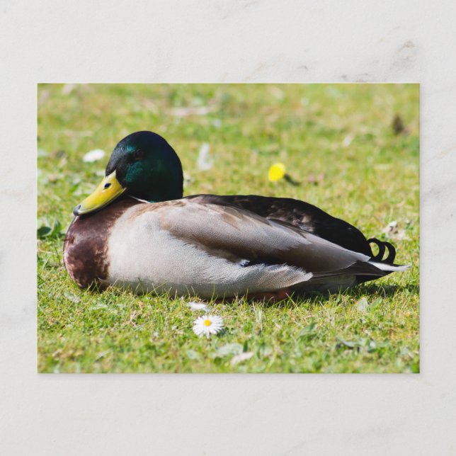 Carte Postale Mallard Drake (Devant)