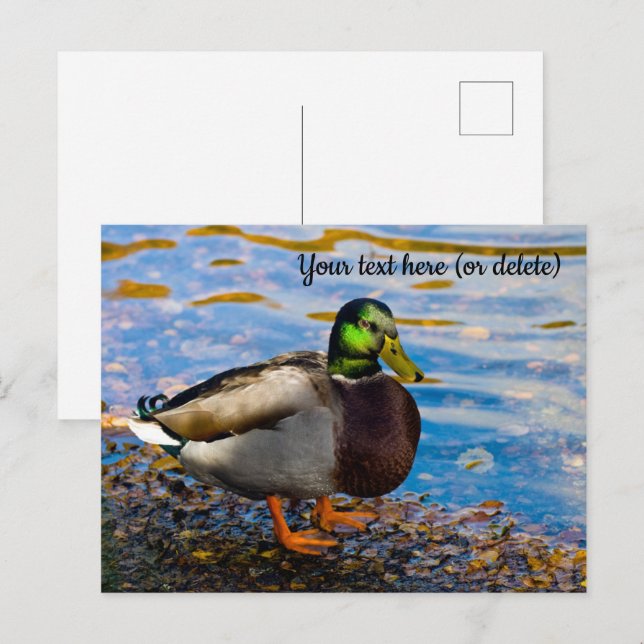 Carte postale Mallard Duck (Devant / Derrière)