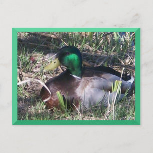 Carte postale Mallard Duck