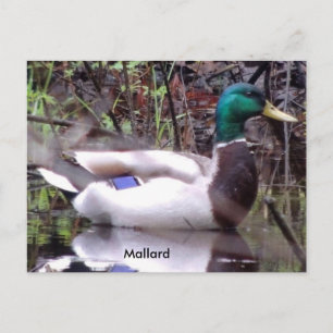 Carte Postale Mallard Duck