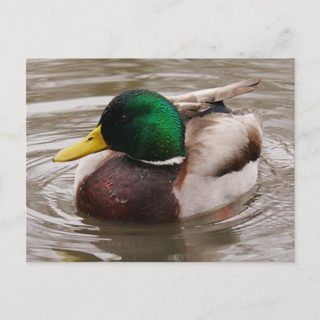 Carte postale Mallard Duck (Devant)