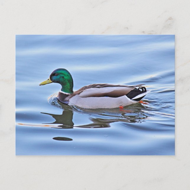 Carte Postale Mallard Duck (Devant)