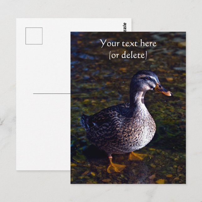Carte postale Mallard Duck (Devant / Derrière)